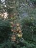 apple-spas 1